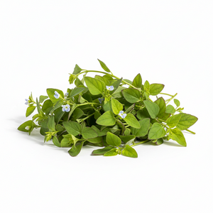 Brahmi