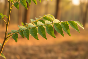 Curry Leaves